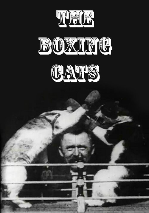 Кошачий бокс скачать