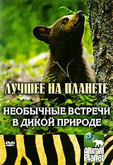 Постер фильма Animal Planet: Необычные встречи в дикой природе