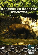 Animal Planet: Последний носорог Суматры скачать