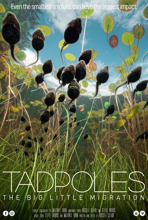 Tadpoles: The Big Little Migration скачать