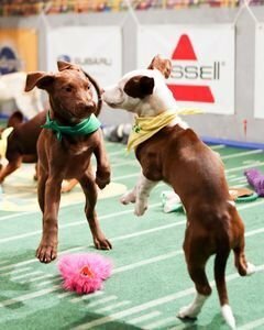 Постер фильма Puppy Bowl XI